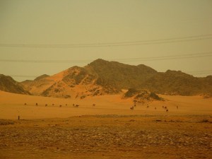 madinah desert